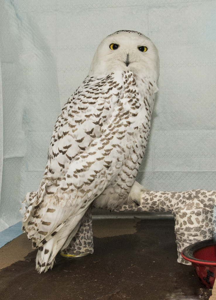 AYB_7001 Hedwig the Snowy Owl