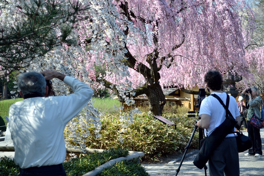 Track the cherry blossoms at the New York and Brooklyn Botanical Gardens