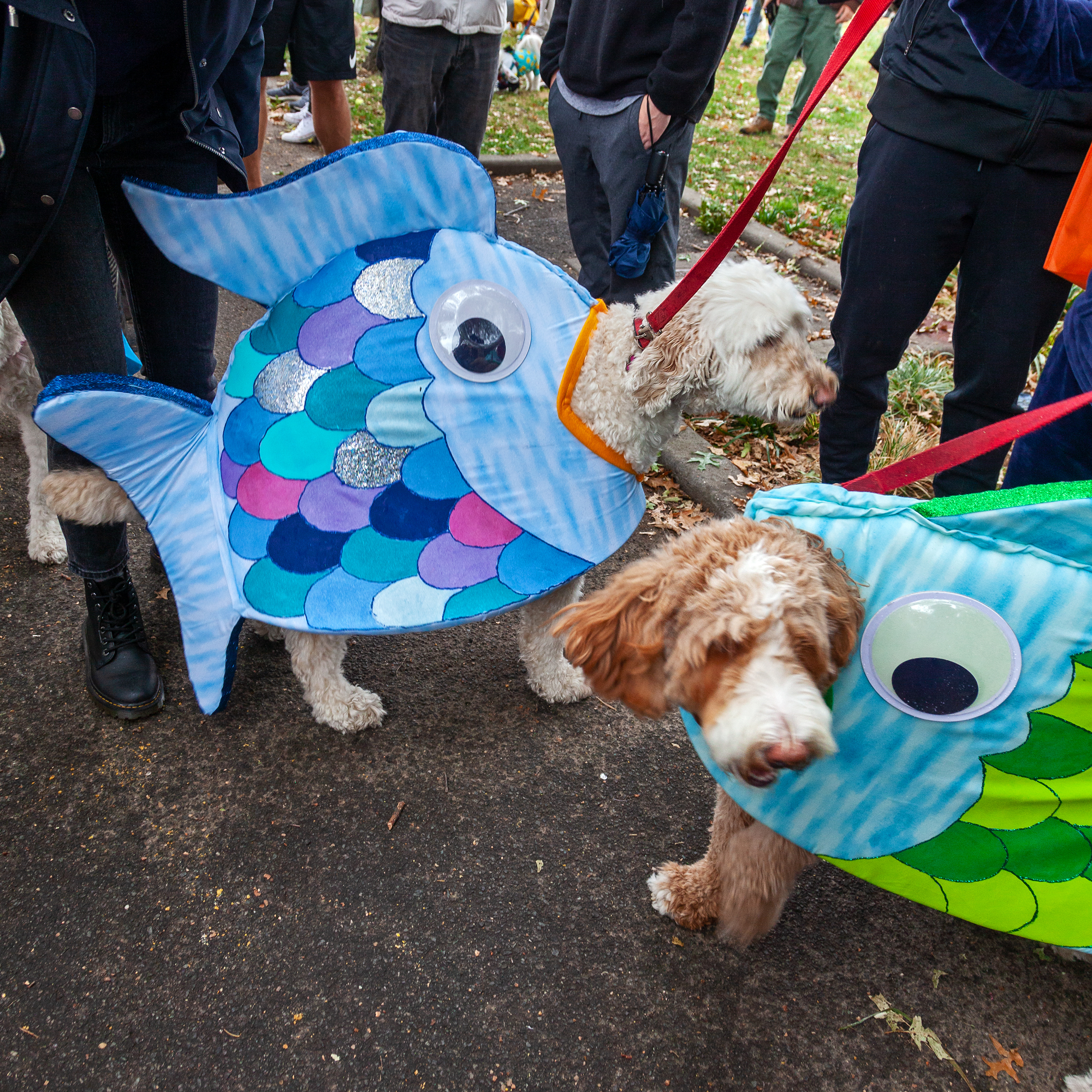 Tompkins Square Park, Halloween Dog Parade, NYC Halloween