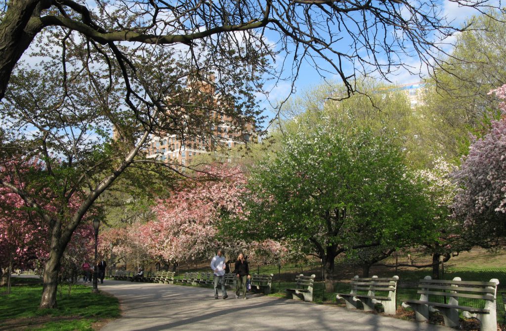 NYC borough presidents call on Adams to plant one million new trees by 2030